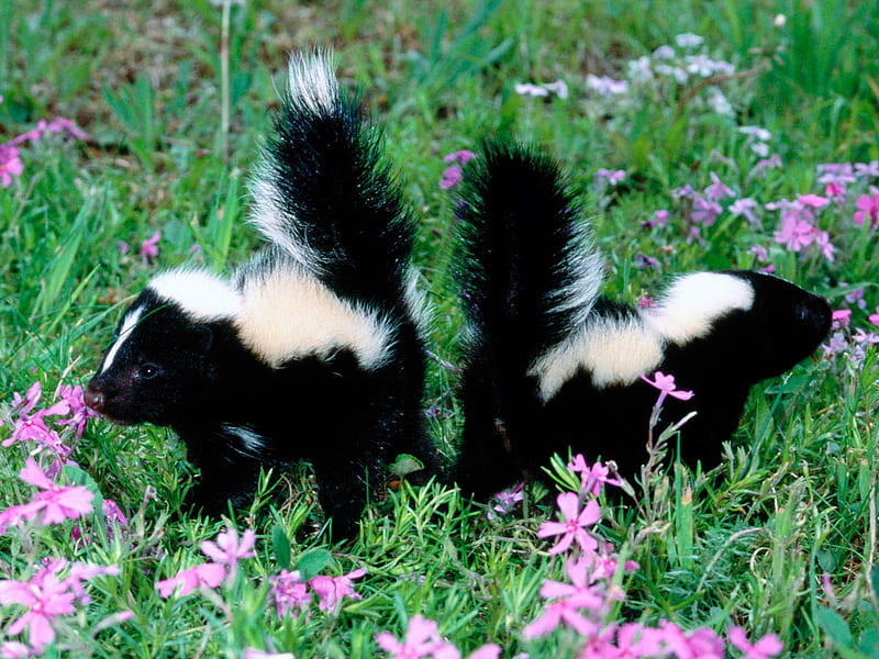 Duelling Skunks, mammal, grass, odour, black, skunk, animal, stripe, smell, flowers, white, HD wallpaper
