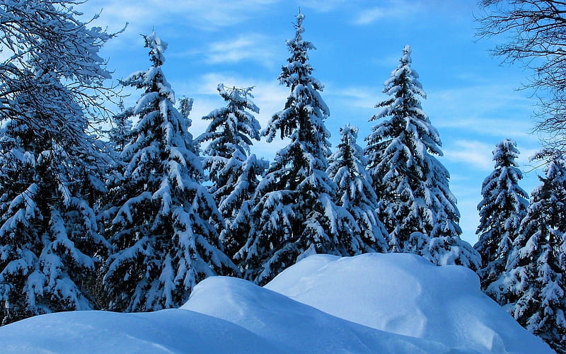 Snowy Winter Trees in the Forest, Trees, Forests, Snow, Nature, Winter ...