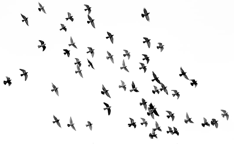 low angle graphy of flock of silhouette of bird illustration, HD wallpaper