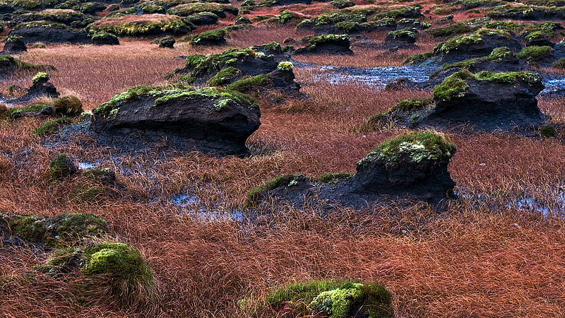 Swamp Grass and mossy Stones, swamp grass, japanese swamp, swamp, bog, mossy stones, HD wallpaper