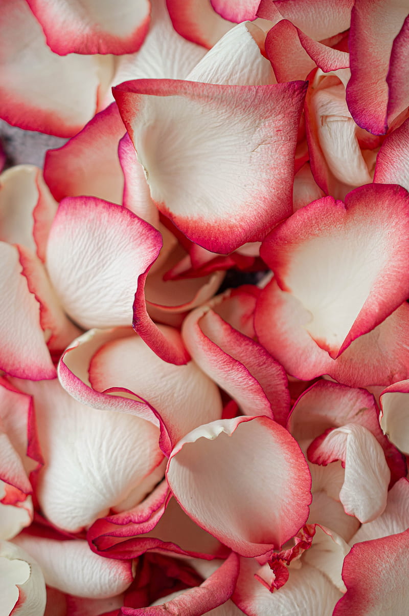petals, rose, macro, soft, HD phone wallpaper