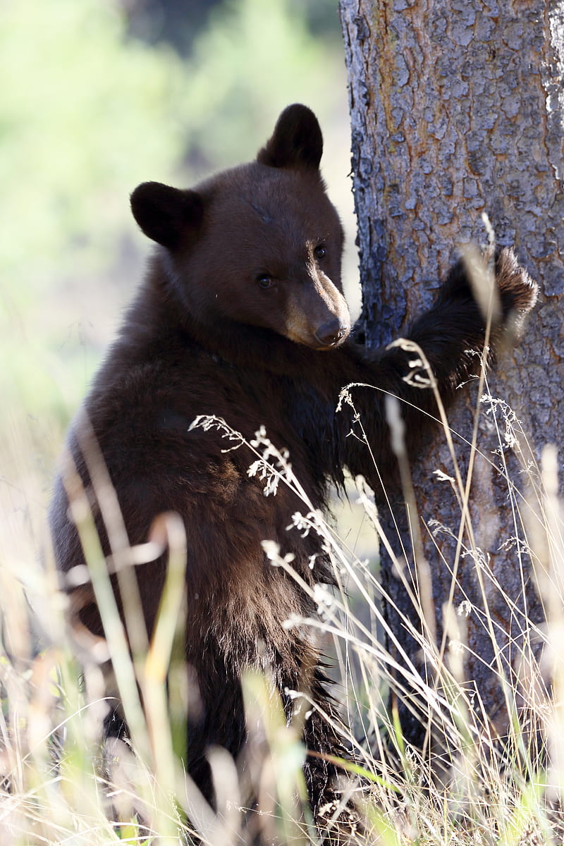 brown bear, bear, predator, grass, funny, HD phone wallpaper