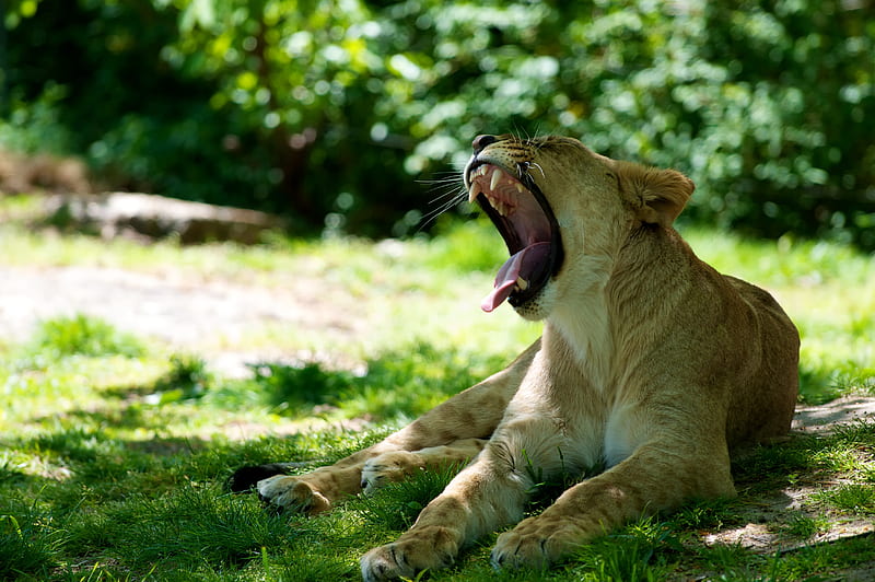 lioness, jaws, protruding tongue, HD wallpaper