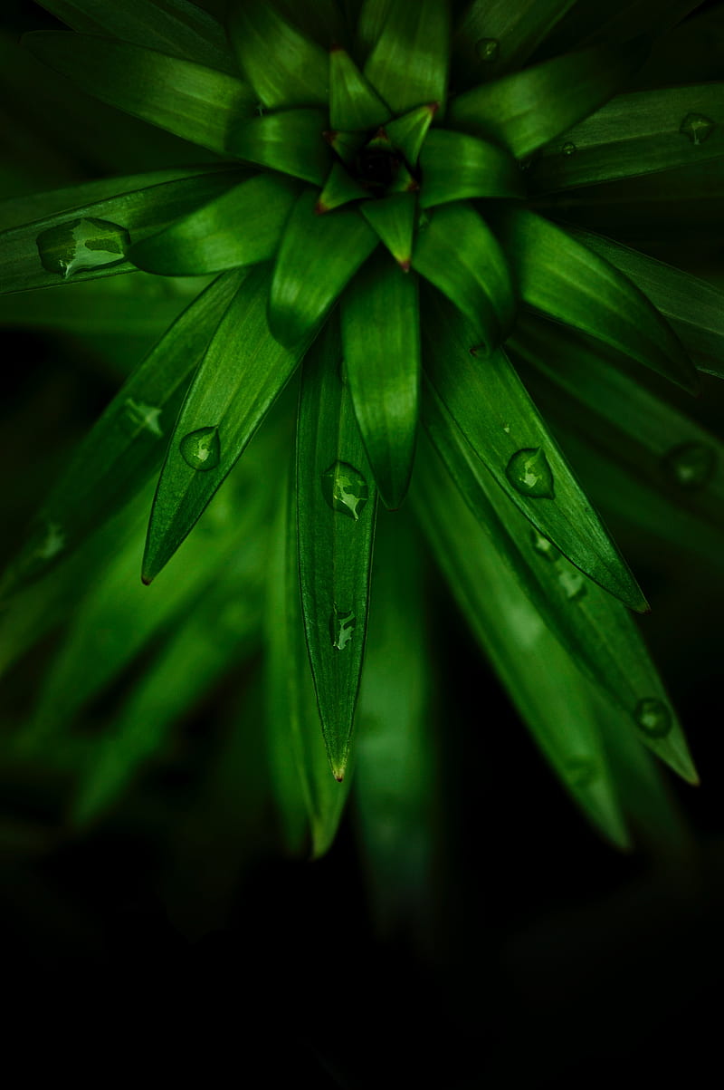 plant, leaves, drops, macro, green, HD phone wallpaper