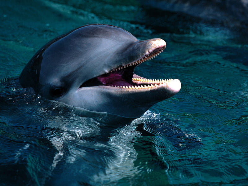FLIPPER THE DOLPHIN, cute, adorable, face, smiling, HD wallpaper