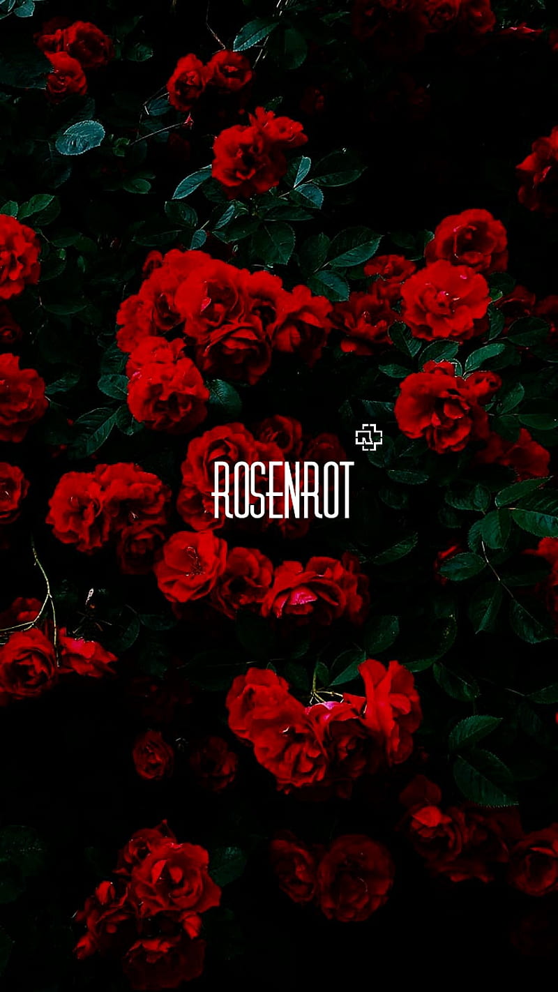 Rammstein Rosenrot, garden, rose, HD phone wallpaper