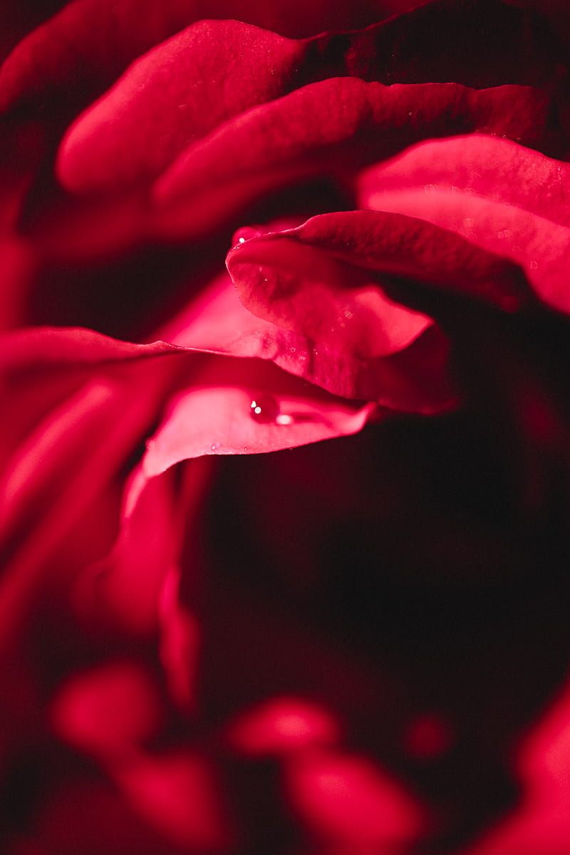 rose, petals, macro, drops, water, HD phone wallpaper