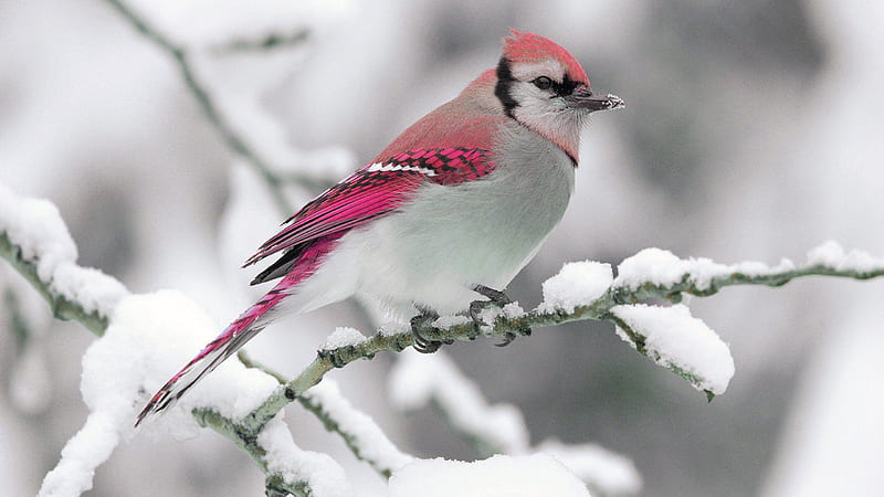 cute red pink and white bird is perching on snow covered tree branch in white background animals, HD wallpaper