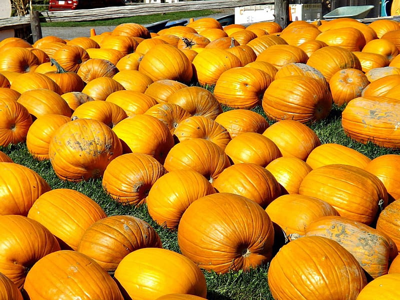 pumpkins, autumn, orange, halloween, squash, HD wallpaper