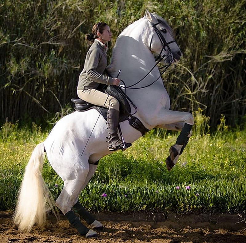 LadyHawke:), gris, dressage, white, andalusian, rear up, horses, spanish, HD wallpaper