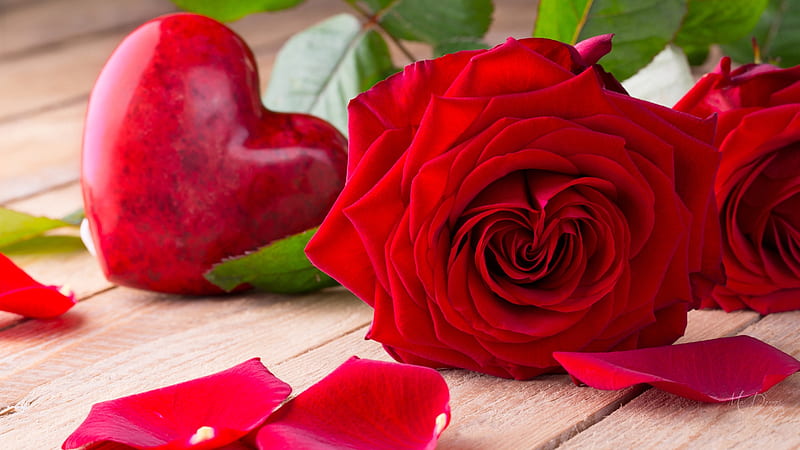 Red Rose for My Valentine, red rose, Valentines Day, romance, love, heart, petals, wood, Firefox Persona theme, HD wallpaper