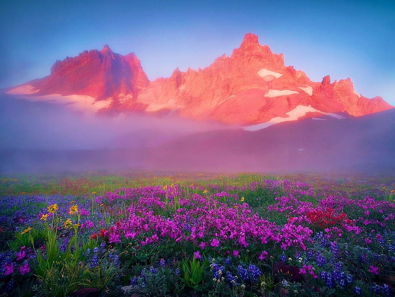 Three Sisters Wilderness, Oregon, flowers, blossoms, morning, landscape, mist, HD wallpaper