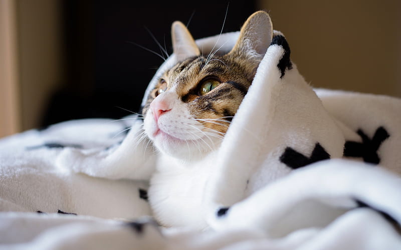 cat, funny animals, cat under a blanket, cute animals, pets, HD wallpaper