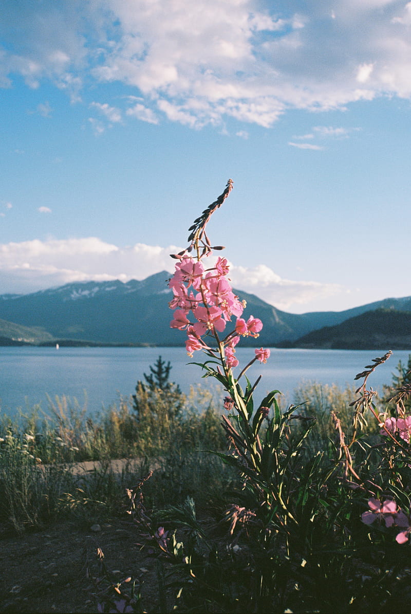 flowers, grass, landscape, mountains, lake, HD phone wallpaper
