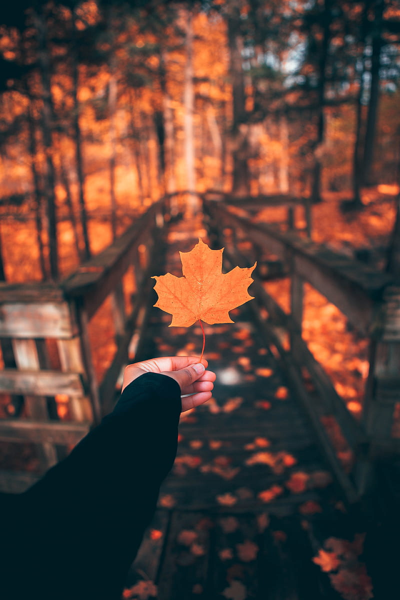 leaf, maple, autumn, hand, HD phone wallpaper