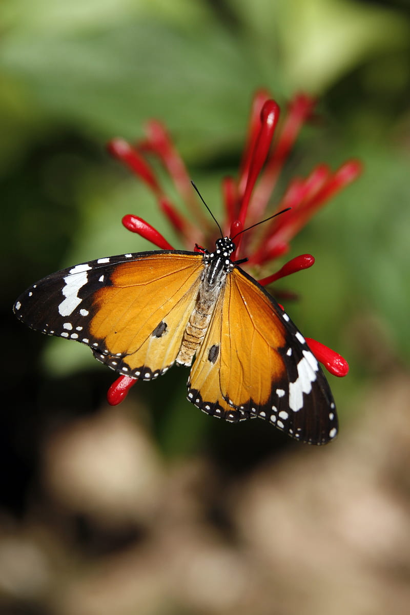 monarch butterfly, butterfly, wings, pattern, flower, HD phone wallpaper
