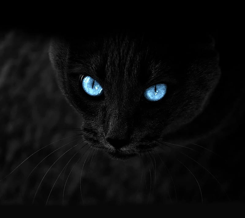 Black Cat, black, blue, cat, dark, eyes, HD wallpaper