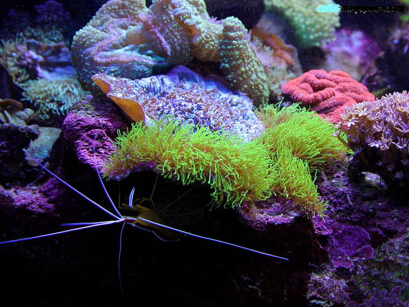 sea-water-shrimp, corals, shrimp, water, fish, color, salt, animals, sea, HD wallpaper