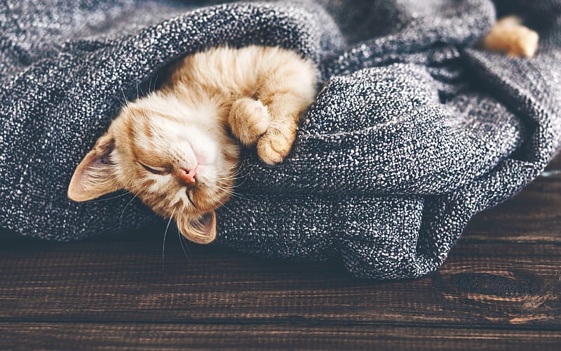 ginger kitten, cute animals, lazy cat, cat in bed, blue blanket, pets, HD wallpaper