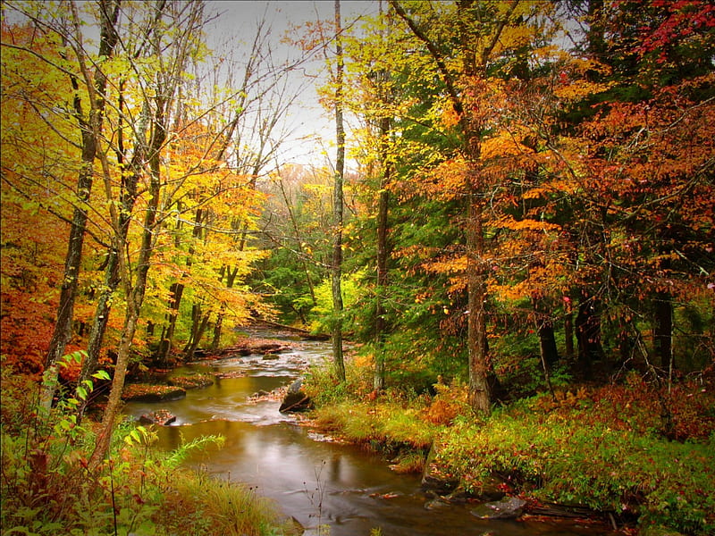 A small autumn river, forest, autumn, river, trees, HD wallpaper