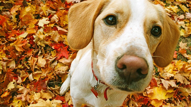 Beagle-dog, HD wallpaper