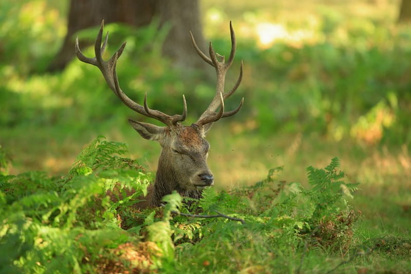 Deer, antlers, Forest, Plants, HD wallpaper