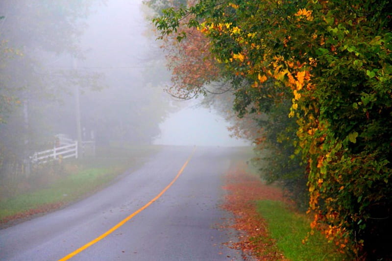 Misty Autumn, forest, colorful, fall, autumn, colors, park, trees, fog, mist, leaves, autumn splendor, path, nature, walk, misty, road, HD wallpaper