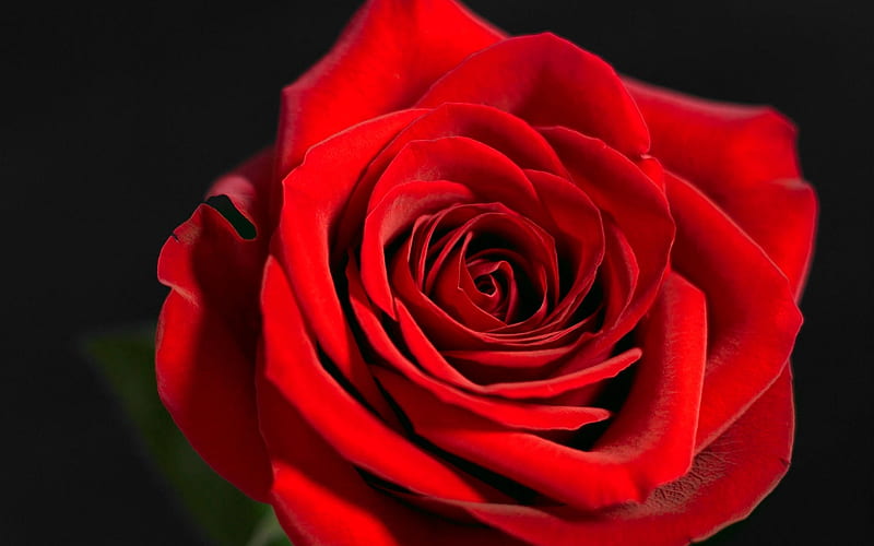 A Red Rose for My Dear Friends in DN, red, lovely, rose, bonito, spring, flower, flowers, beauty, nature, HD wallpaper