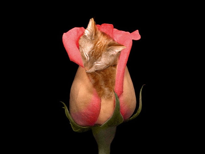 boobie rose, flower, cat, kitten, rose, HD wallpaper