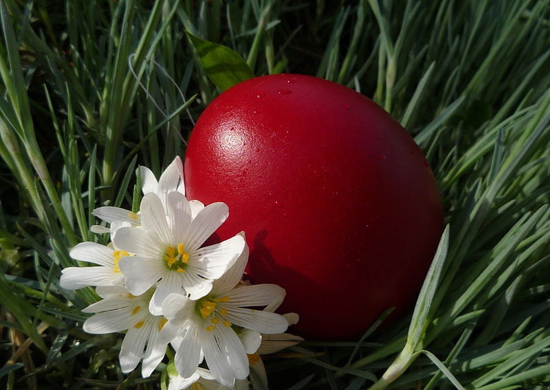 Simply beautiful, red, Easter, holidays, flowers, eg, HD wallpaper
