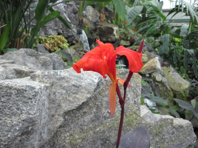 Retrato de flores 05 lirio, rojo, rocas, grafía, flores lirio, verde, gris,  jardín, Fondo de pantalla HD | Peakpx