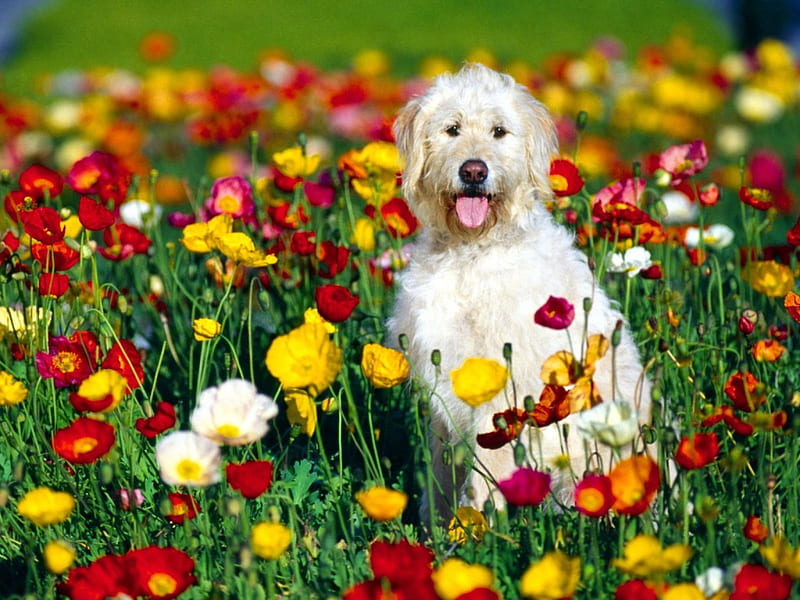 Dog in the Field of Flowers, red, mouth, grass, yellow, bunch, flowers, cluster, fur, animals, dog, nose, colors, tongue, day, nature, eyes, white, field, stem, HD wallpaper