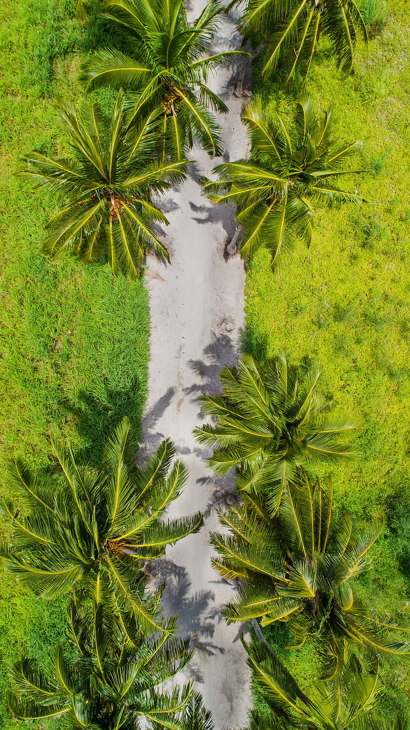 palm trees, aerial view, path, tropics, HD phone wallpaper