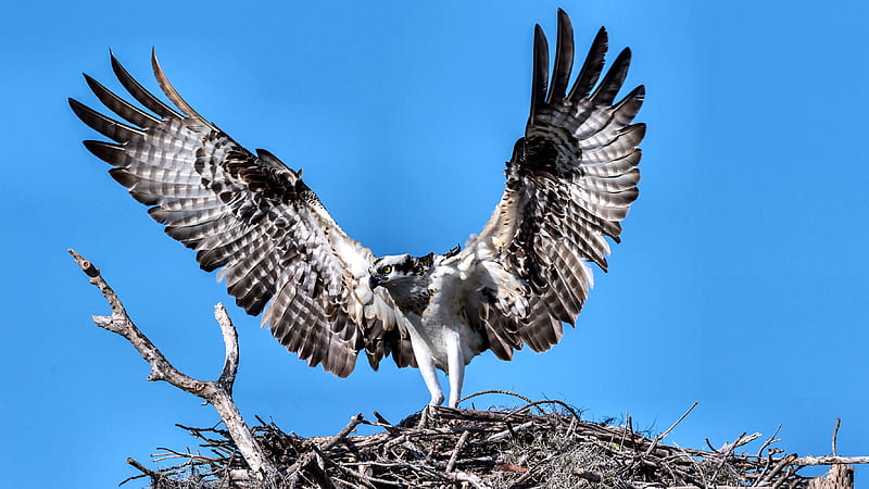 Osprey - Bird, beautiful, animal, graphy, bird, avian, wide screen, wildlife, raptor, HD wallpaper