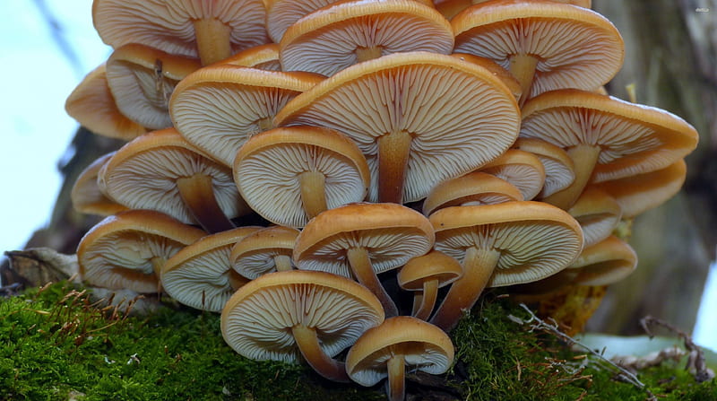 pile of enokitakes, mushroom, fungi, grass, enokitake, HD wallpaper