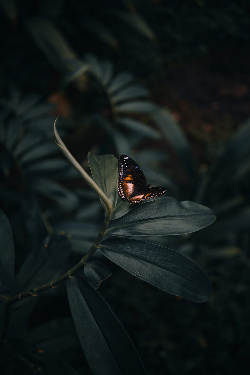 butterfly perching on leaves, HD phone wallpaper