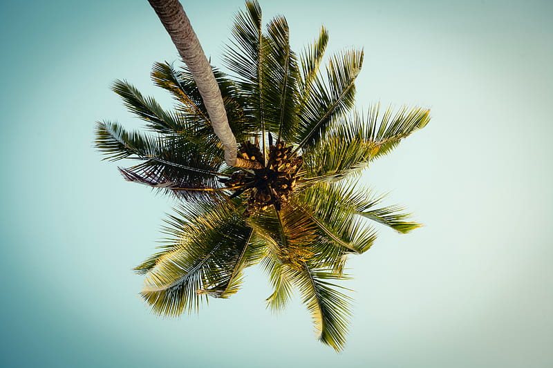 Palm, tree, leaves, bottom view, tropic, HD wallpaper | Peakpx