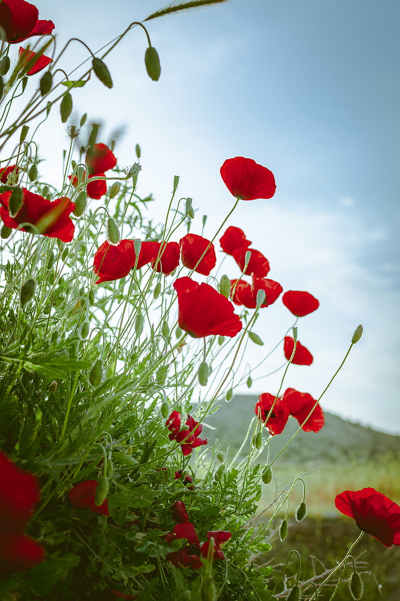 poppy, flowers, flowerbed, flowering, red, HD phone wallpaper