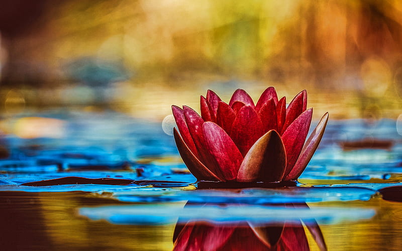 pink lotus, pond, bokeh, lotus on lake, Nelumbo nucifera, lotus, HD wallpaper