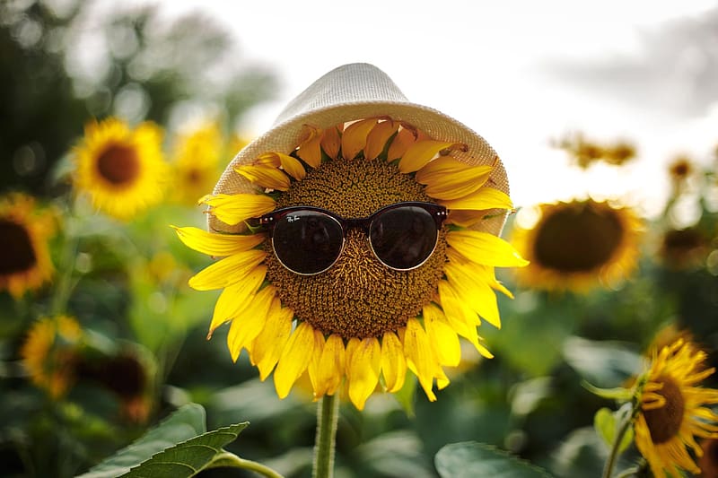 Girasol con sombrero y gafas de sol, naturaleza, gafas de sol, sombrero,  girasol, Fondo de pantalla HD | Peakpx