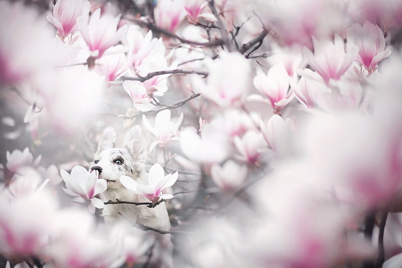 Hiding, magnolia, australian shepherd, eye, caine, spring, animal, cute, flower, white, pink, dog, HD wallpaper