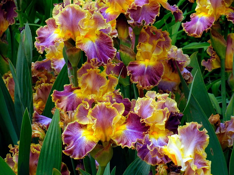 Irises, flower, flowers, nature, irise, HD wallpaper