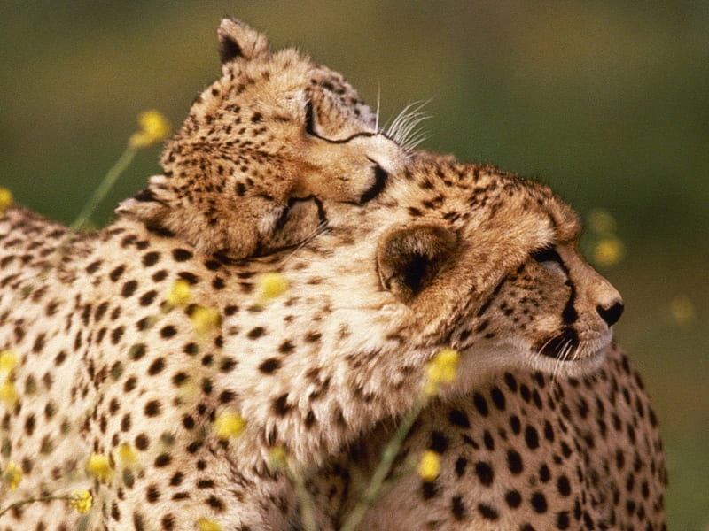 affection betwen cheetahs, cheetahs, loves, sweethearts, cats, couple, HD wallpaper