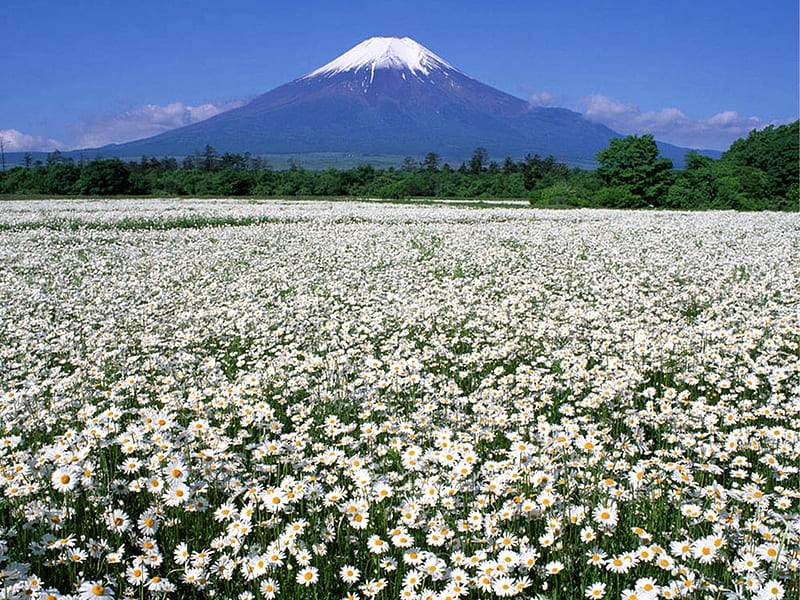 Fuji and flower field, tree, grass, flower, nature, daisy, field, HD wallpaper