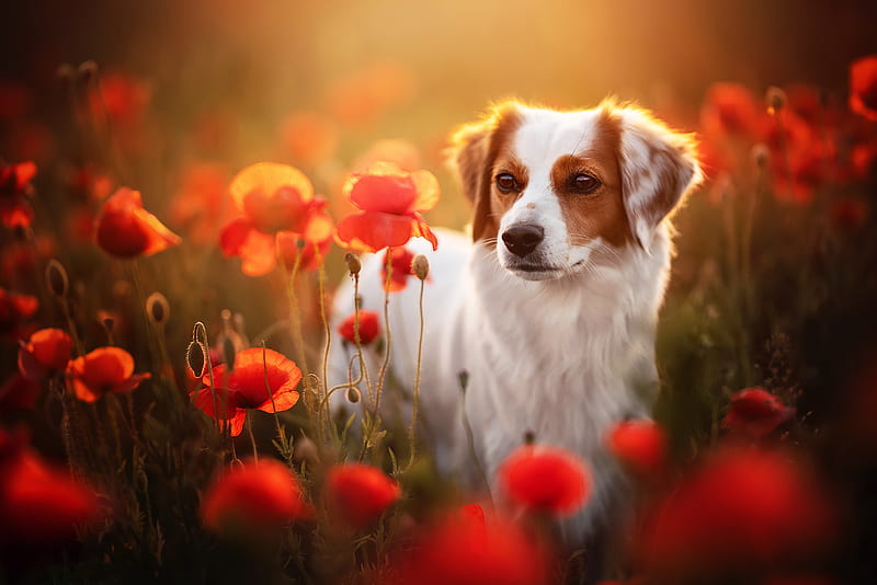Dogs, Dog, Flower, Pet, Poppy, Red Flower, HD wallpaper