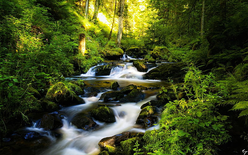 Black Forest and River, forest, rocks, green, moss, nature, river, trees, HD wallpaper