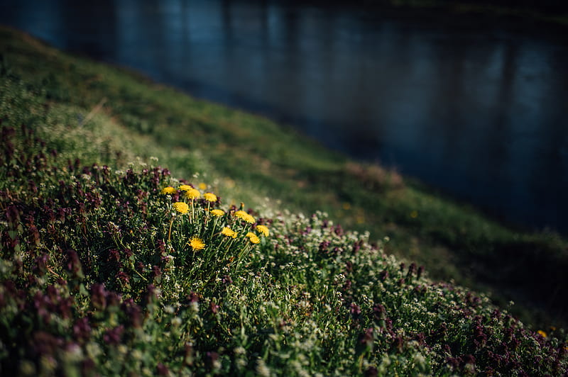 flowers, grass, glade, summer, HD wallpaper