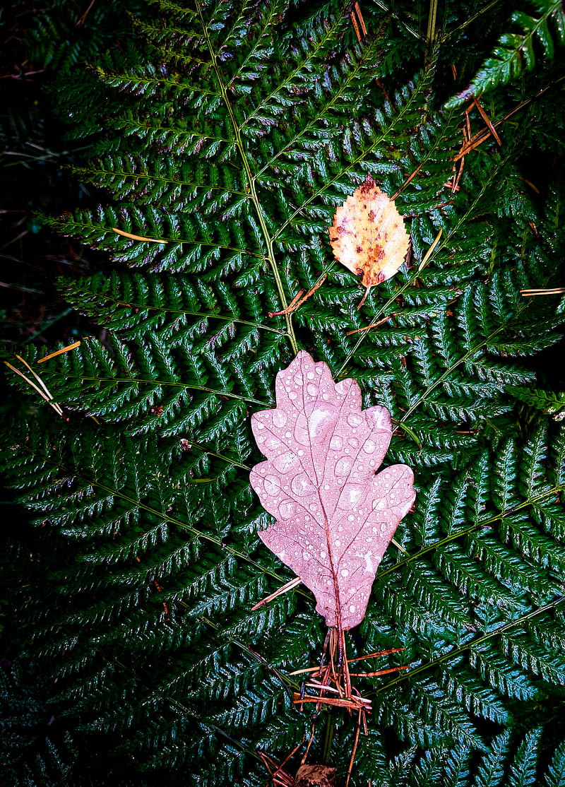 brown dried leaf on green pine tree, HD phone wallpaper