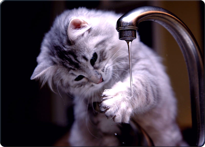HAND WASH, cute, kitty, washing, clean, hand, adorable, kitten, HD wallpaper