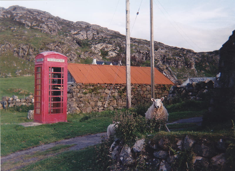 Ewe Phone Home, sheep, clashnessie, red phone box, scotland, tin roof, HD wallpaper